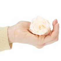 položky Ružové hlávky, konzervované kvety pre elegantné kvetinové aranžmány, 5 cm, 6 kusov