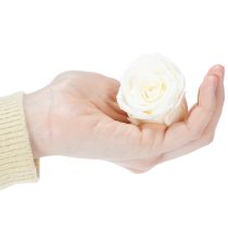 položky Konzervované ružové hlávky, odolná stolová dekorácia pre romantickú atmosféru, svadobná dekorácia, 5 cm, 6 kusov