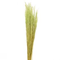 položky Ohýbaná tráva Agrostis Capillaris Suché trávy zelené 65cm 80g