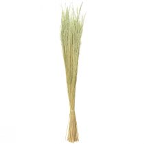 položky Ohýbaná tráva Agrostis Capillaris Suché trávy zelené 65cm 80g