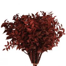položky Ruscus Red ozdobné konáre sušené na drôte 20cm 1 zväzok