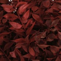 položky Ruscus Red ozdobné konáre sušené na drôte 20cm 1 zväzok
