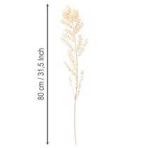 položky Sušená ozdobná vetvička Ruscus, bielená Ruscus, 200g