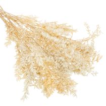 položky Sušená ozdobná vetvička Ruscus, bielená Ruscus, 200g