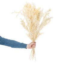 položky Sušená ozdobná vetvička Ruscus, bielená Ruscus, 200g