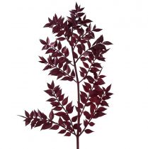 Ruscus Red dekoračné konáre sušené tmavočervené 75-95cm 1kg
