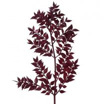 položky Ruscus Red dekoračné konáre sušené tmavočervené 75-95cm 1kg