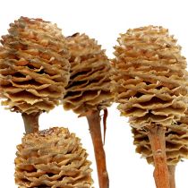 položky Sabulosum 4-6 hláv na vetvu 25 ks