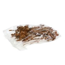 položky Sabulosum 4-6 hláv na vetvu 25 ks