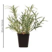 položky Šalvia v kvetináči Salvia Lavandulifolia Artificial V25cm