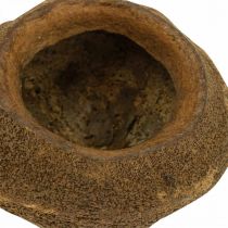 Článok Kvetináč s orieškami raj Natural Sapucaia Ø14cm V10cm 3 ks