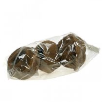 Článok Kvetináč s orieškami raj Natural Sapucaia Ø14cm V10cm 3 ks