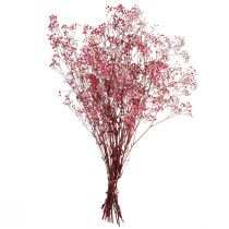 položky Gypsophila sadrovcová bylina v bobuli L50cm 55g