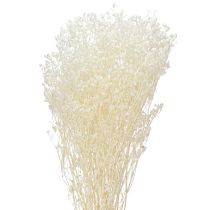 položky Gypsophila White Sušené trávy Dekoračný krém 65-70cm 100g