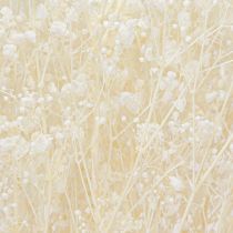 položky Gypsophila White Sušené trávy Dekoračný krém 65-70cm 100g
