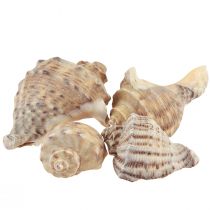 Dekorácia zo slimačej ulity morské slimáky hnedá krémová 4-6cm 300g
