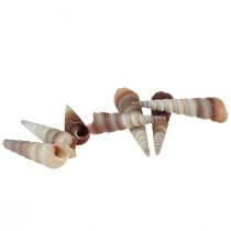 Slimačie ulity ozdobné morské slimáky Turritella 4,5–5,5 cm 300g