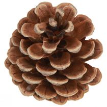 položky Šišky čierne prírodné ozdobné šišky 5-8cm 250g