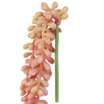 položky Závesná rastlina Sedum 'Rubin' – dekoratívny, nenáročný sukulent 43 cm 3 ks.