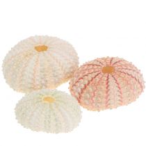 položky Morský ježko Ružová námorná dekorácia 36ks