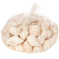 položky Morské slimáky prírodné ulity slimákov morské 2–4 cm 300 g
