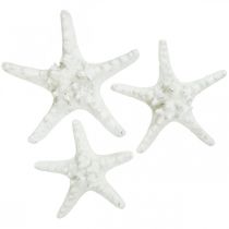 položky Dekorácia hviezdice veľká sušená hviezdicová hviezdica biela 15-18cm 10ks