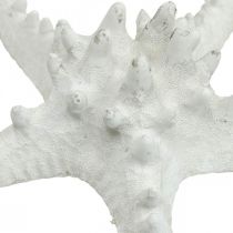 položky Dekorácia hviezdice veľká sušená hviezdicová hviezdica biela 15-18cm 10 kusov