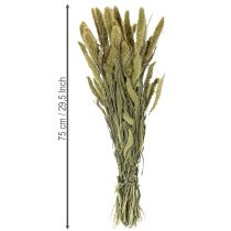 položky Sušené kvety štetinového prosa (Setaria) pre rustikálne a štýlové bytové doplnky 75 cm 220 g