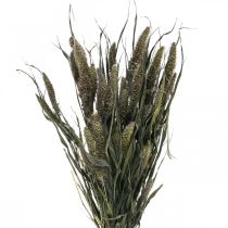 položky Sušené kvety Setaria antracitové prírodné štetinové proso zväzok 100g