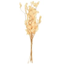 položky Sušené strieborné lístky Lunaria Champagne 65-70cm 20g