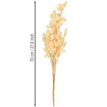 položky Sušené strieborné lístky Lunaria Champagne 65-70cm 20g