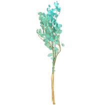 položky Sušený strieborný list Lunaria svetlomodrý 65-70cm 20g