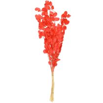 položky Sušený strieborný list Lunaria červená 65-70cm 20g