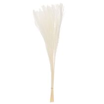 položky Sušené kvety, strieborná tráva. Elegantná prírodná dekorácia do domácnosti a kancelárie. 70 cm, 10 kusov.