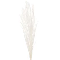 položky Sušené kvety, strieborná tráva. Elegantná prírodná dekorácia do domácnosti a kancelárie. 70 cm, 10 kusov.