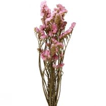 položky Plážový orgován ružový limonium sušené kvety 60cm 50g