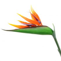 položky Strelitzia rajka kvet 95cm