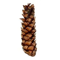 položky Strobus kužele 15 - 20cm maľované 100 kusov