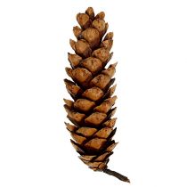 položky Strobus kužele 20 - 25cm maľované 50 kusov