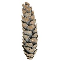 položky Strobus kužele 15cm - 20cm bielené 50 ks