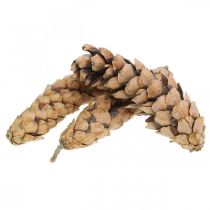 položky Šišky Biela borovica Strobus Natural Mix 2,5kg