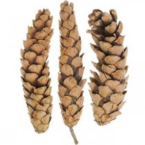 položky Šišky Biela borovica Strobus Natural Mix 2,5kg