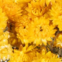 položky Sušený kytičný kvet slamienky žltej (Helichrysum), 100 g