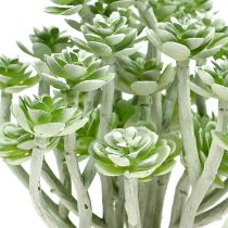 položky Sukulentná Echeveria 17cm šedá 3 ks