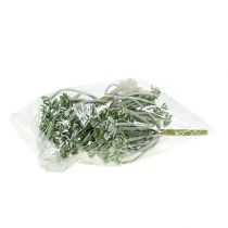 položky Sukulentná Echeveria 17cm šedá 3 ks