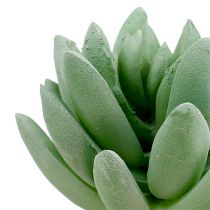 položky Echeveria sukulentná Ø6,5cm L11cm 6 ks