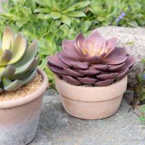 položky Sukulentná rastlina v kvetináči Echeveria umelá červená Ø15cm