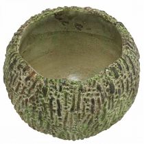 položky Betónový kvetináč, antický vzhľad, zeleno-hnedý, okrúhly kvetináč, Ø15,5 cm