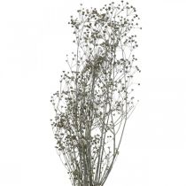 položky Sušený kvet Massasa bielené ozdobné konáre 50-55cm zväzok 6 kusov