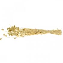 Článok Sušený kvet Phalaris, trs ozdobnej trávy, suchá floristika, boho príroda, bielené L55cm 100g